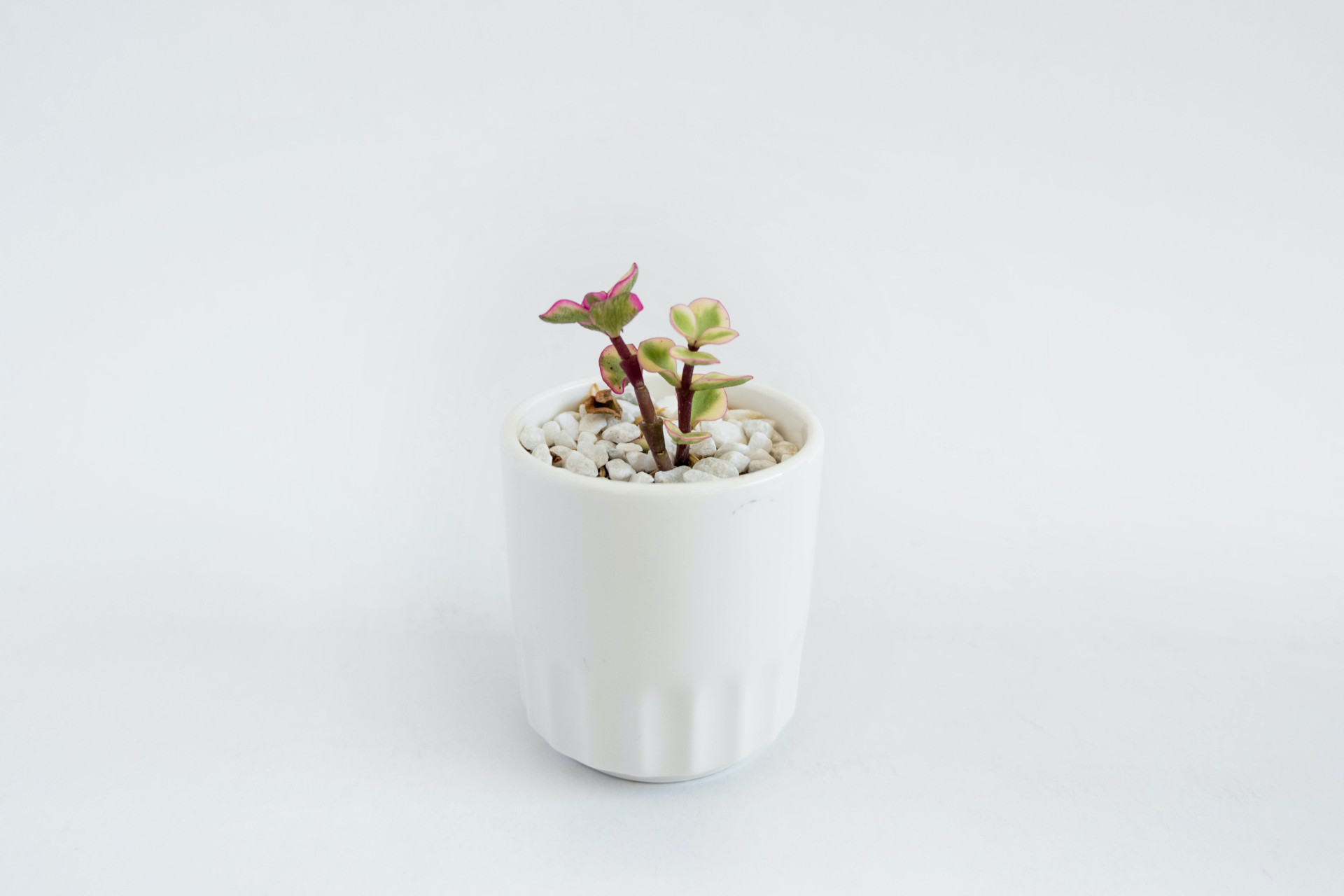 A beautiful plant in a white pot on a white table.